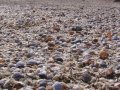 Аральское море спасти можно, но это никому не нужно