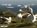 Чернобровые альбатросы во время долгих перелетов воруют еду у косаток